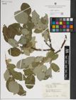 Foto von Salix lanata subsp. lanata L.